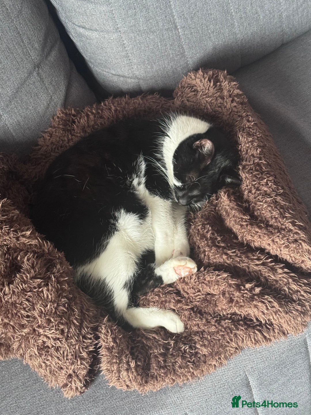 Domestic Shorthair cats for sale: Lovely cat female looking for home! - Image 3
