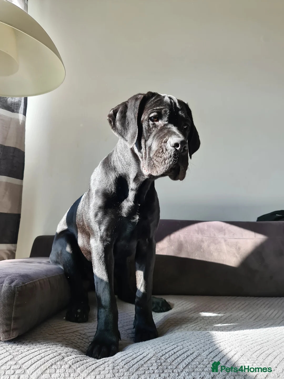 Cane Corso dogs for sale: Beautiful black male Cane Corso puppy - Advert 12