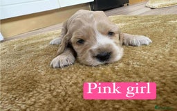 Cocker Spaniel dogs for sale: Show type cocker spaniel  - Image 21