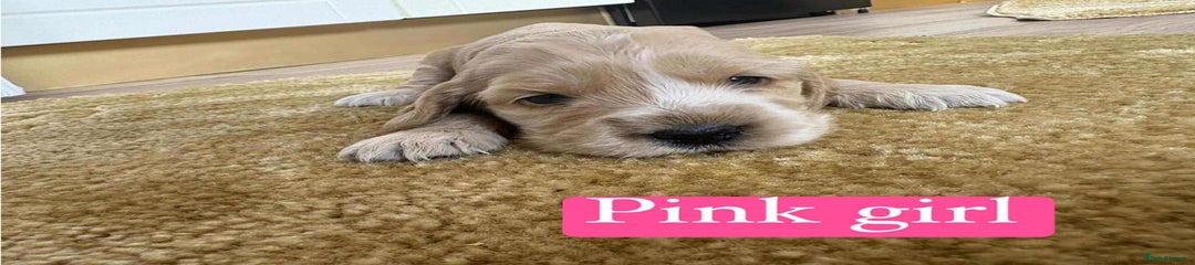 Cocker Spaniel Puppy 5