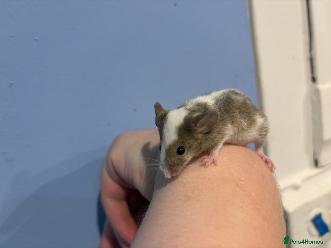 Mouse rodents for sale: Fancy Male Mouse  - Image 3