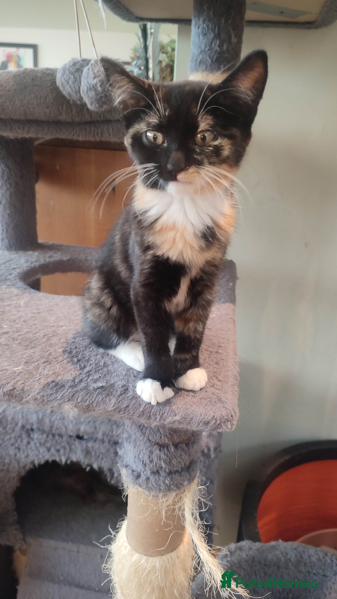 British Shorthair cats for sale: Adorable kittens  in Great Missenden - Image 1