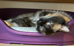 Ragdoll cats for sale: 🐾 Loving 21-Month-Old Male Seal Mitted Ragdoll 🐾 - Image 7