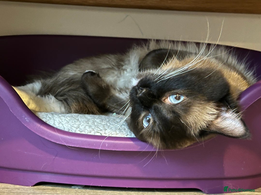 Ragdoll cats for sale: 🐾 Loving 21-Month-Old Male Seal Mitted Ragdoll 🐾 - Image 7