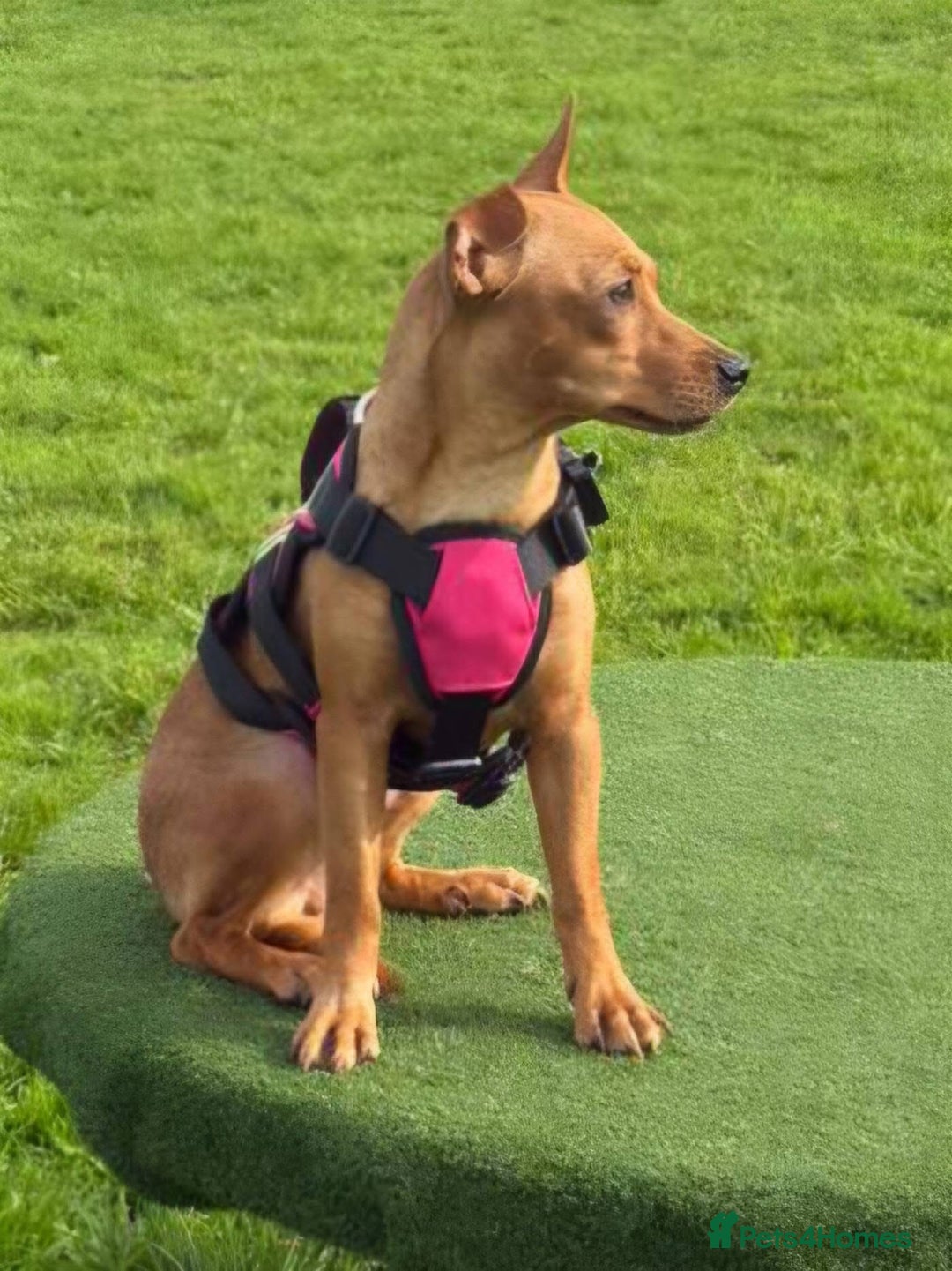Mixed Breed dogs for adoption: Little Lady Josie is ready for her forever home! - Image 7