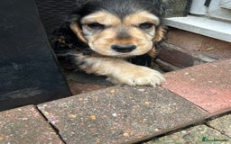 Cocker Spaniel dogs for sale: Sable cockerspaniel puppies - Image 29