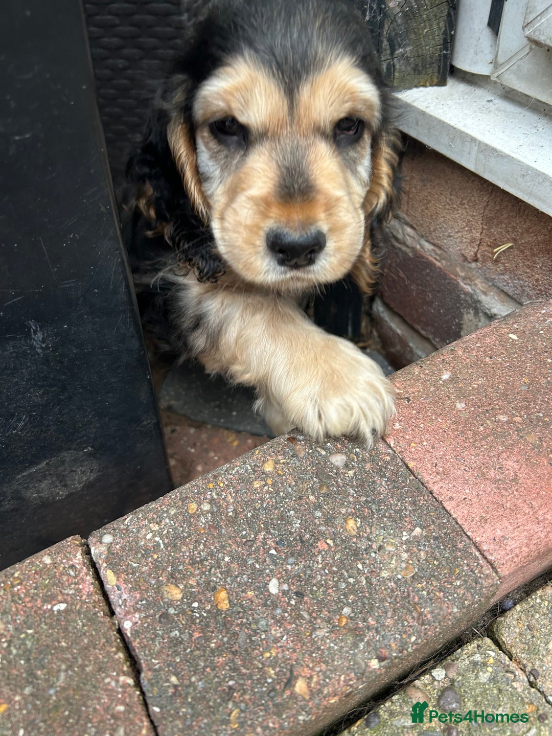 Cocker Spaniel dogs for sale: Sable cockerspaniel puppies - Image 29