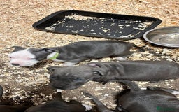 Staffordshire Bull Terrier dogs for sale: 🐶🐾Staffordshire puppies ❤️🐶 - Image 7