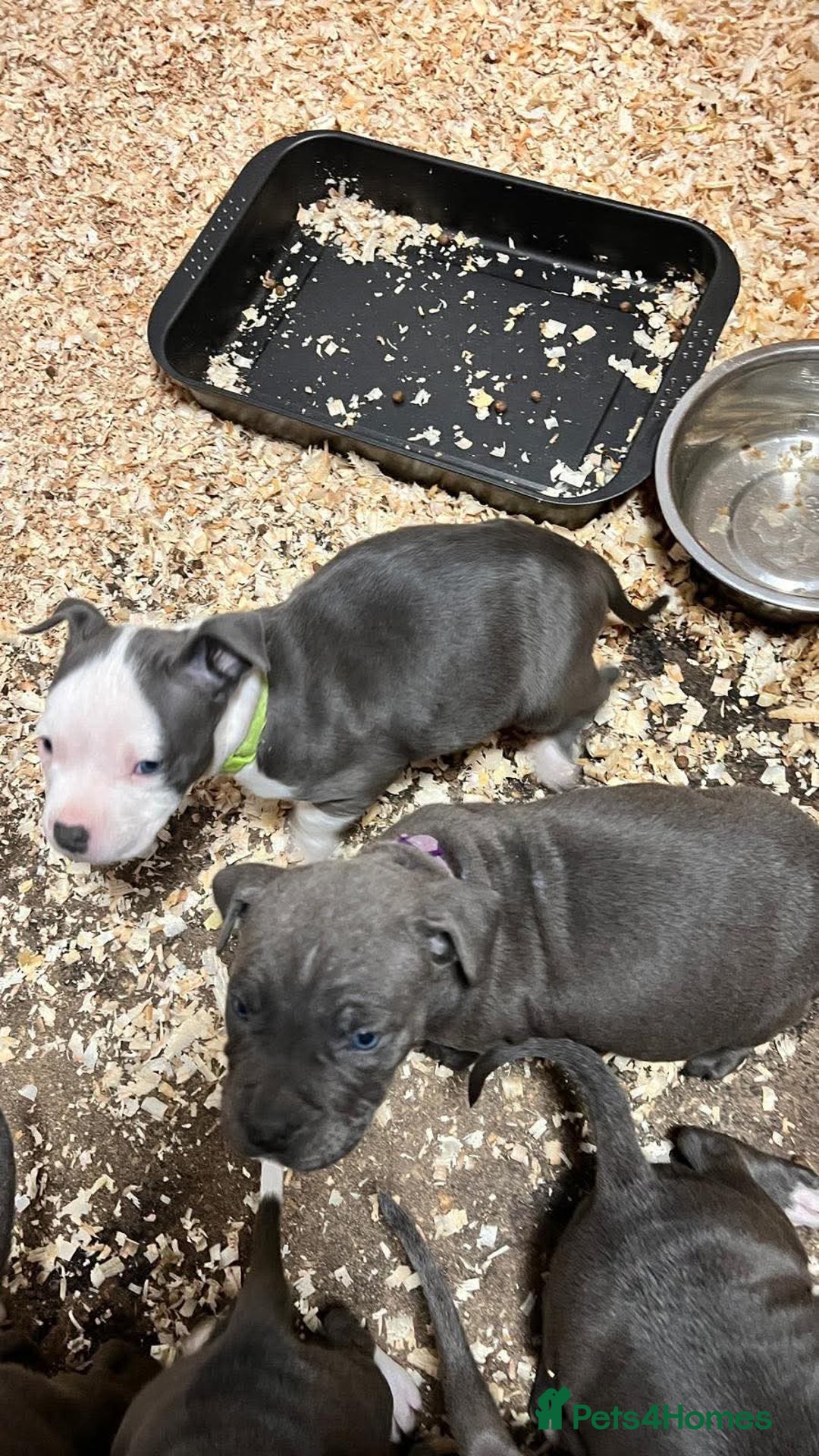 Staffordshire Bull Terrier dogs for sale: 🐶🐾Staffordshire puppies ❤️🐶 - Image 7