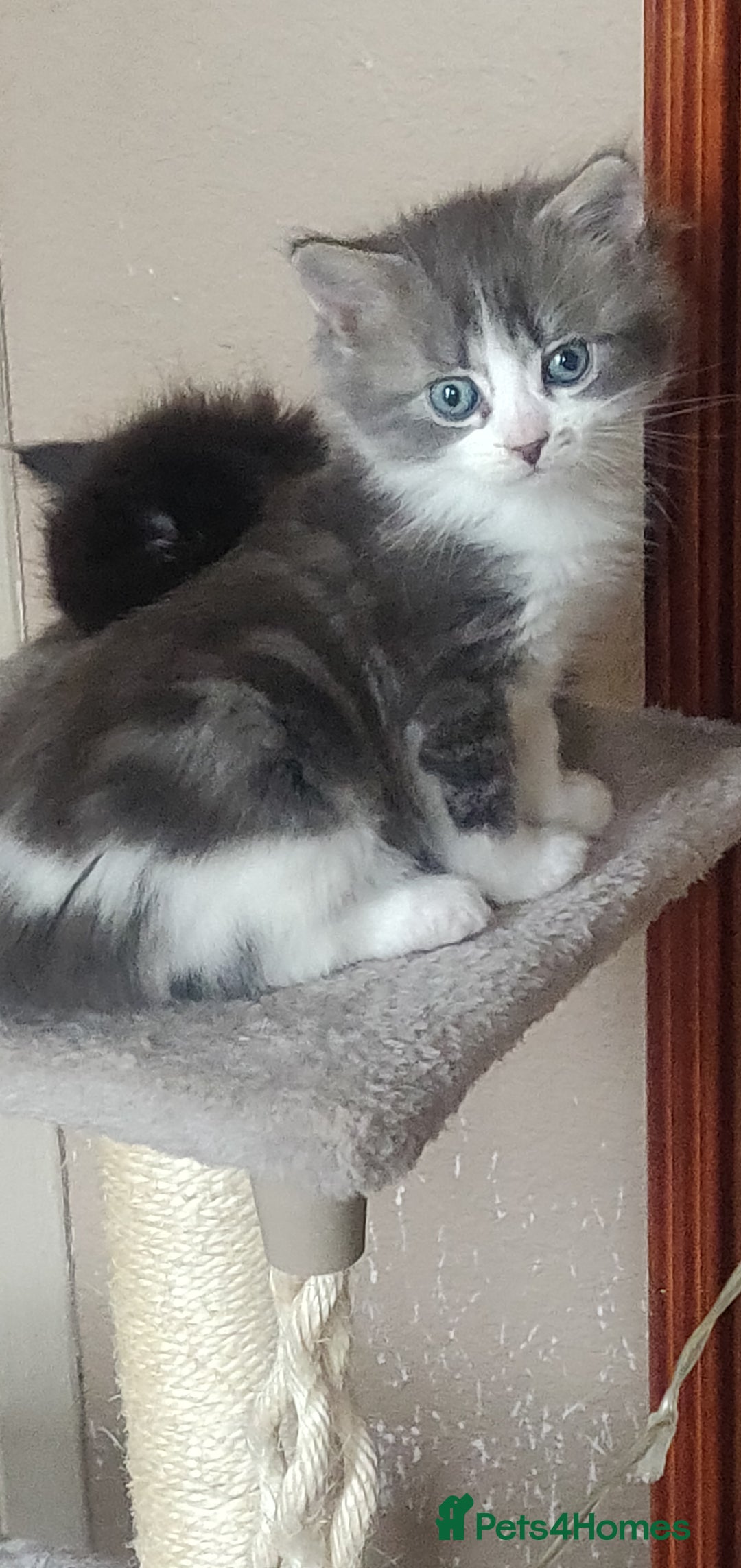 Mixed Breed cats for sale: Stunning long hair kittens for sale - Image 11