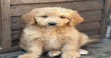 Labradoodle dogs in Uxbridge - Advert 1