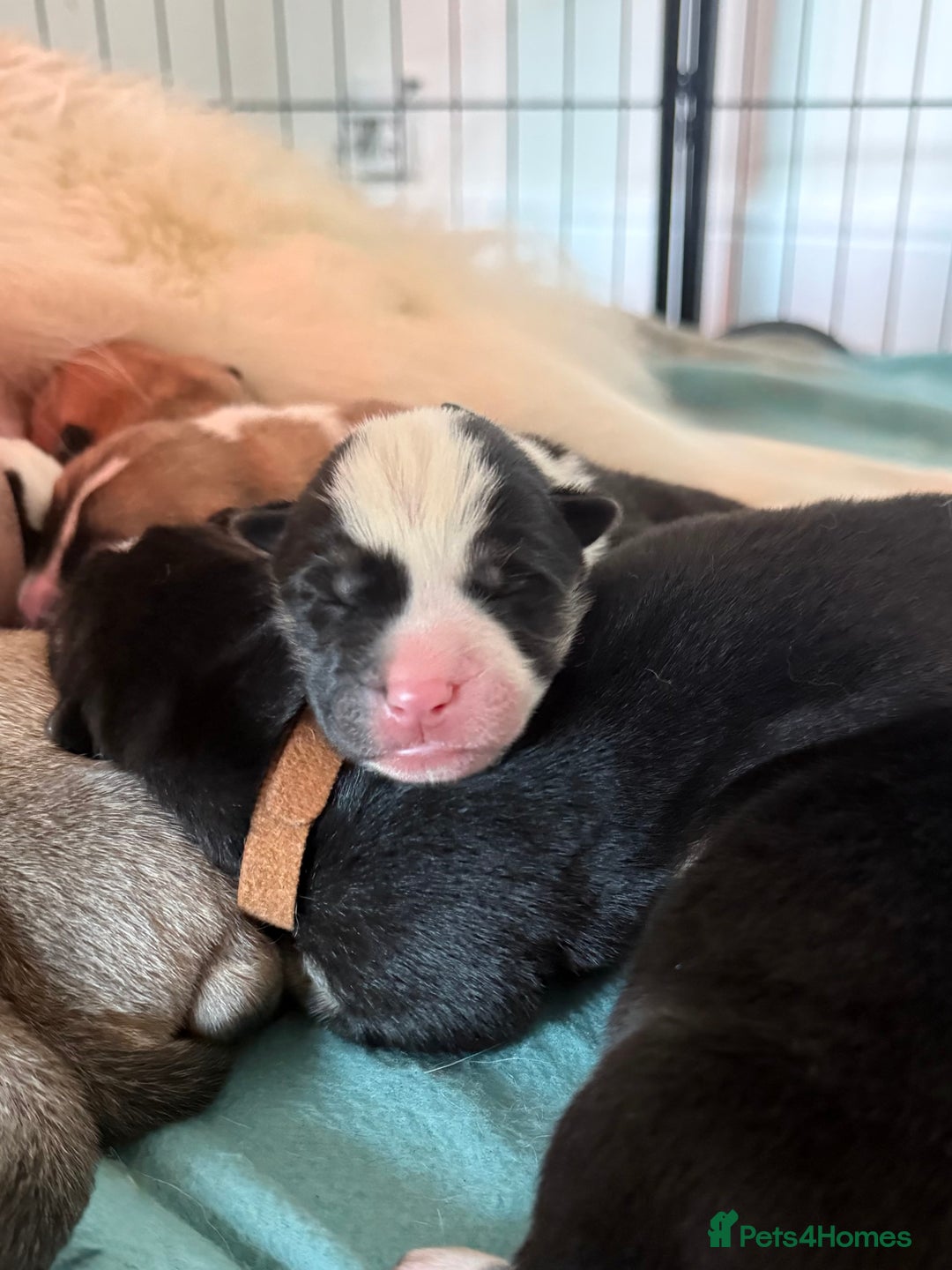 Huskita dogs for sale: Gorgeous Huskita Puppies  - Image 18