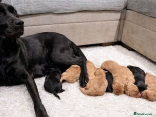 Labradoodle dogs Beautiful Champion Line F1 Labradoodle Puppies - Advert 6