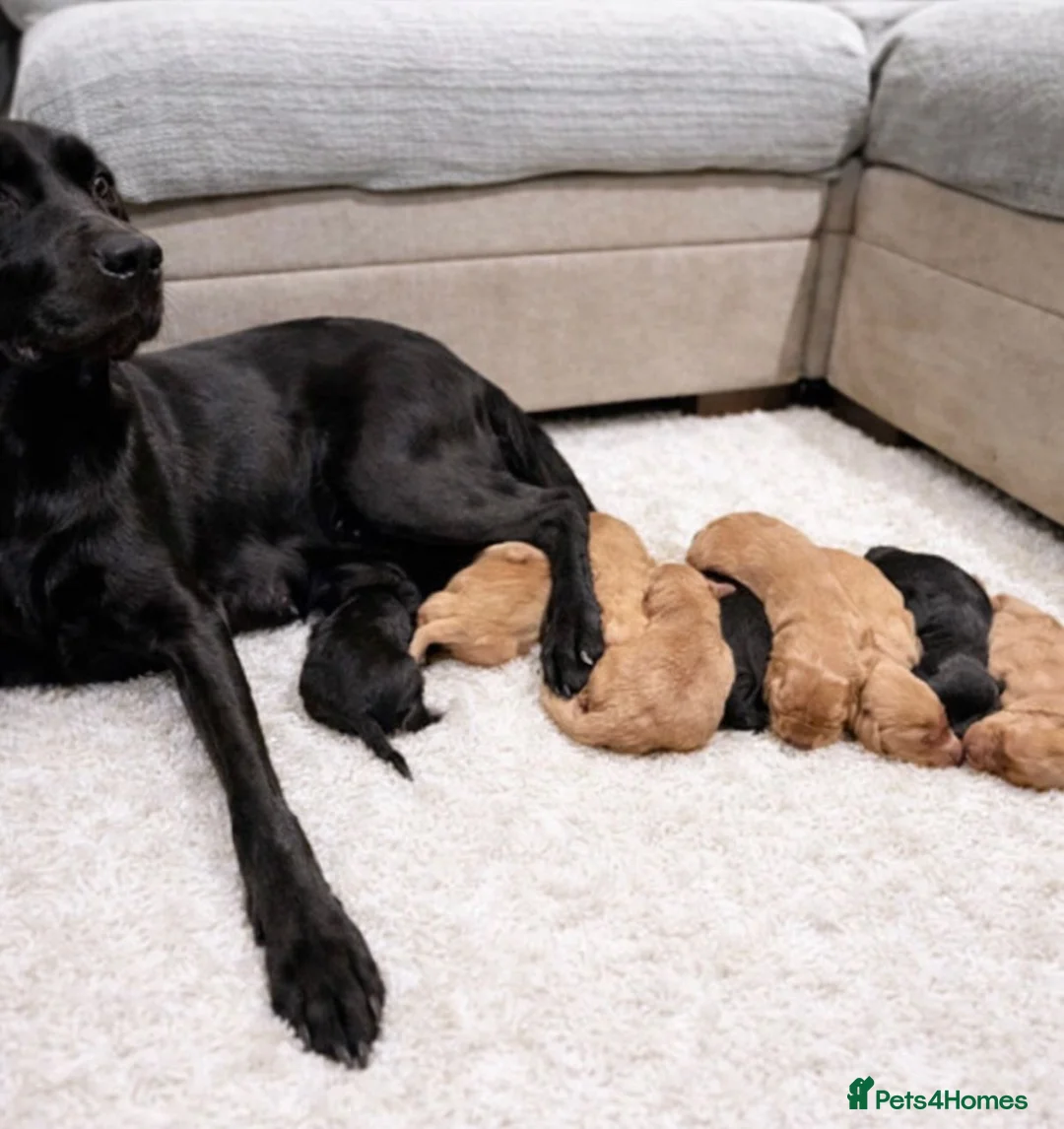 Labradoodle dogs for sale: Beautiful Champion Line F1 Labradoodle Puppies - Advert 1