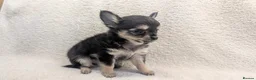 Chihuahua dogs for sale: KC Reg Long Coat Chihuahua Puppies, 1 Girl 1 Boy - Advert 2