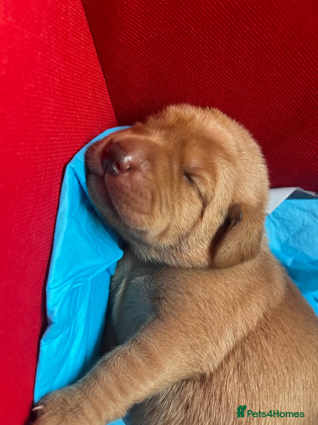 Labrador Retriever dogs for sale: 🌟 5 Star KC Registered FOX RED & YELLOW Labradors - Advert 3