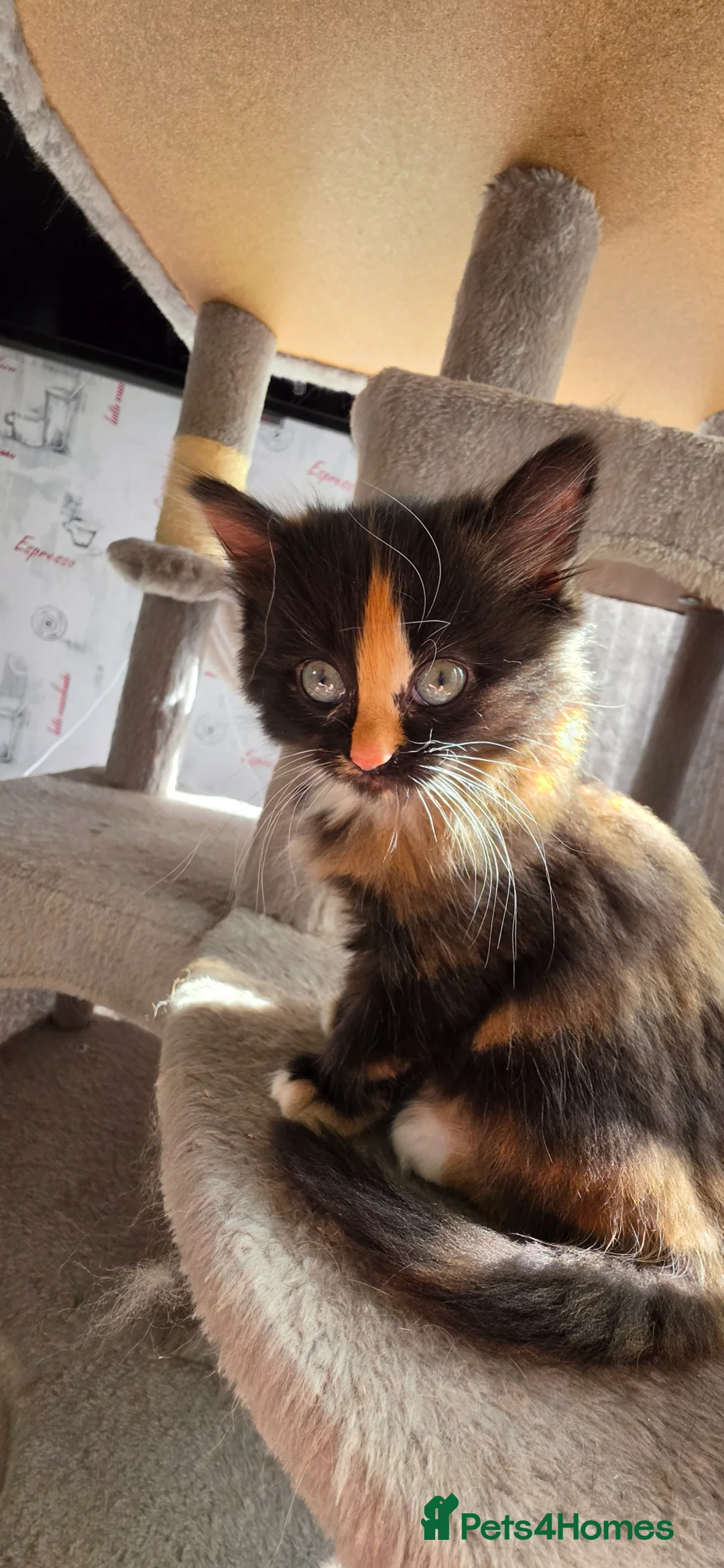 Maine Coon cats for sale: Adorable Mainecoon babys - Advert 2