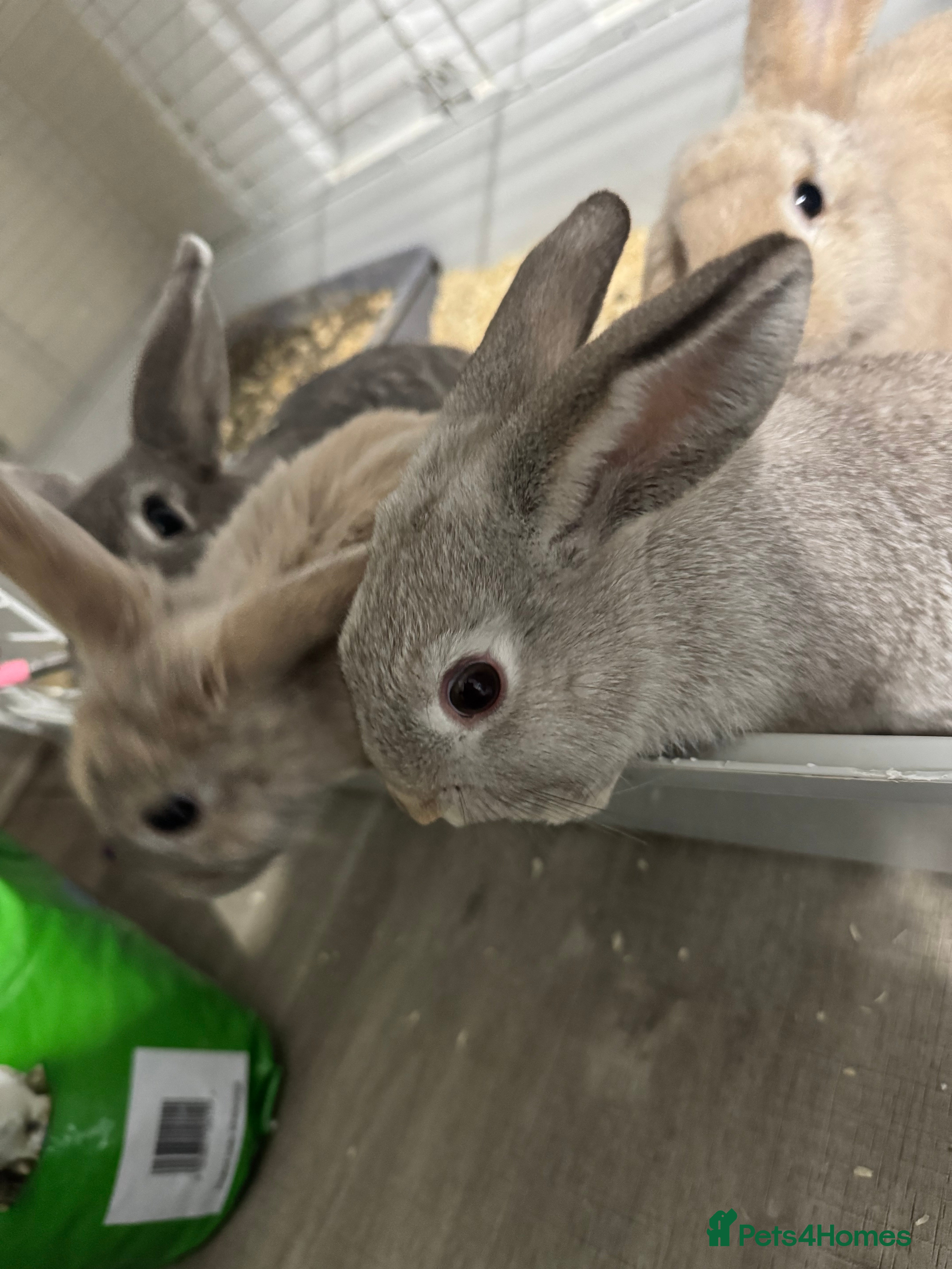 Mixed Breed rabbits 2 boys for sale - Advert 1