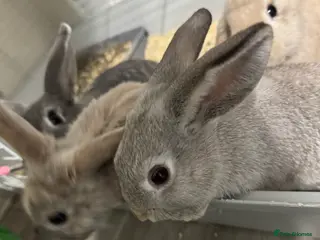 Mixed Breed rabbits 2 boys for sale - Advert 1