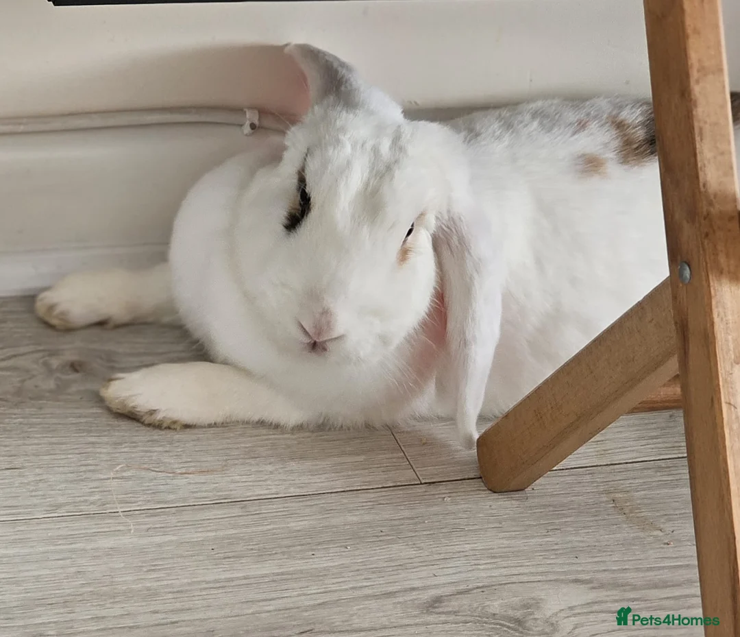 Mixed Breed rabbits for sale: Mixed breed lop in Brierley Hill - Advert 2