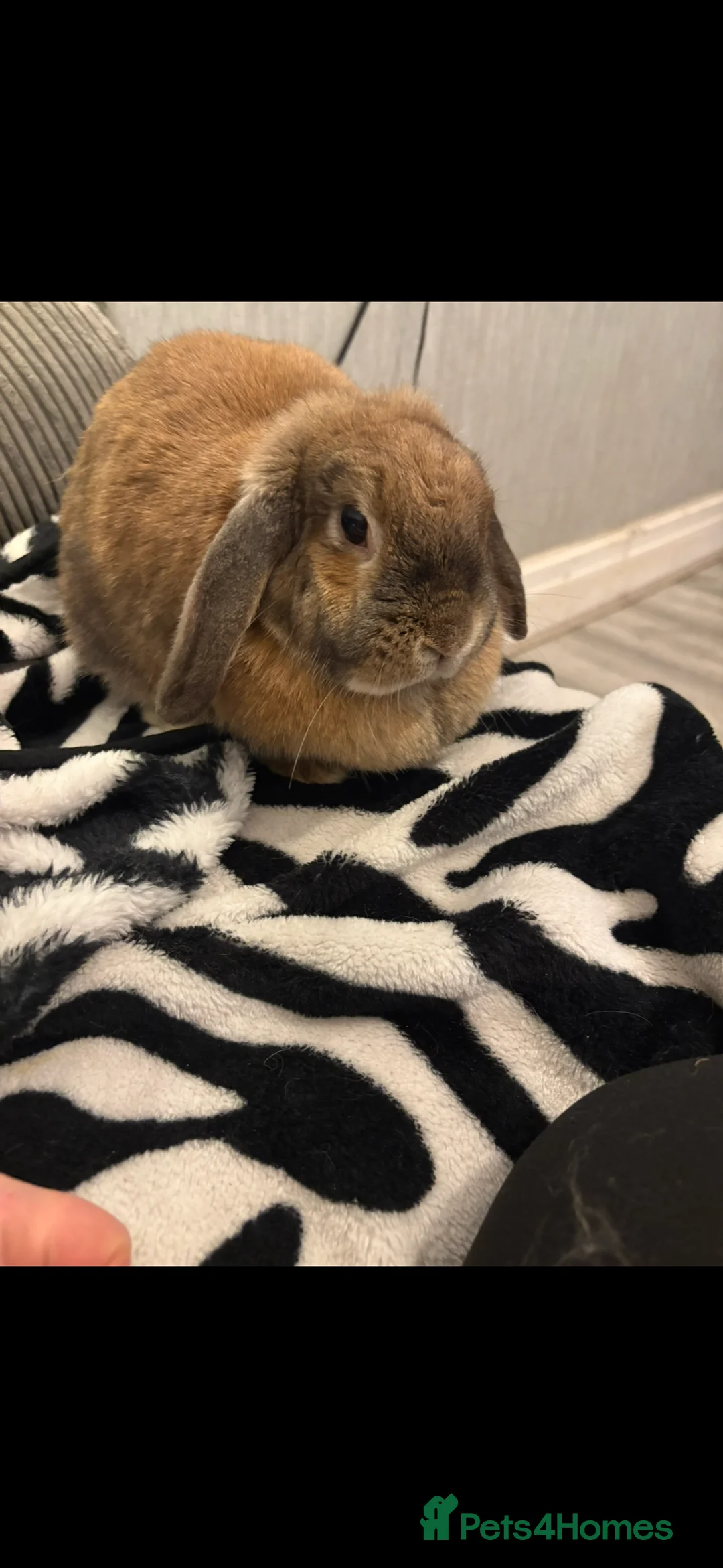 Mini Lion Lop rabbits for sale: Adult bunny rabbits 3 available  - Advert 7