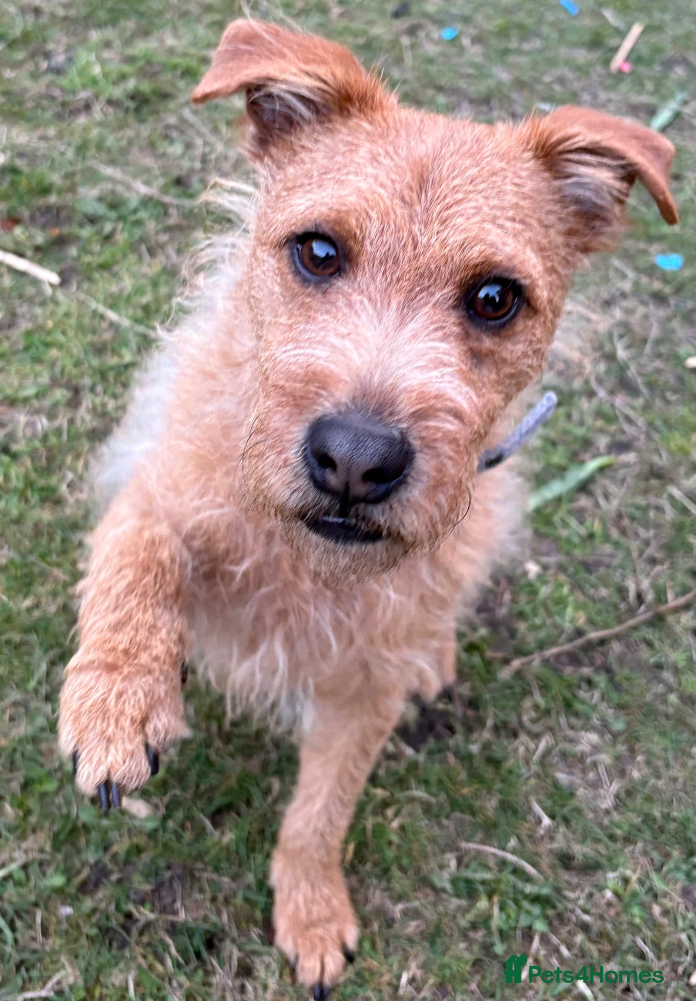 Mixed Breed dogs Lakeland x Patterdale Pup - Advert 7