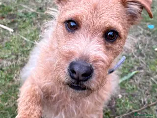 Mixed Breed dogs Lakeland x Patterdale Pup - Advert 7