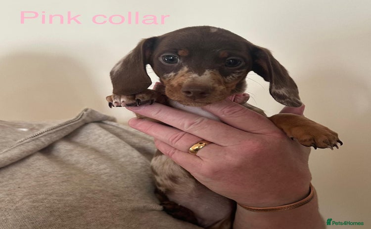 Miniature Dachshund dogs - Advert 1