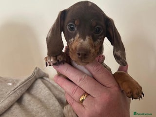 Miniature Dachshund dogs - Advert 4