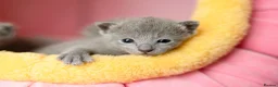 Russian Blue cats for sale: TICA Reg Boutique Russian Blue Kittens  - Advert 27