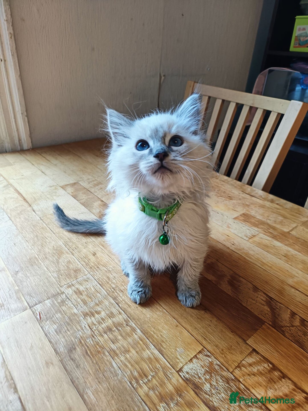 Ragdoll cats for sale: Finding new homes for 6 ragdoll kittens - Image 4