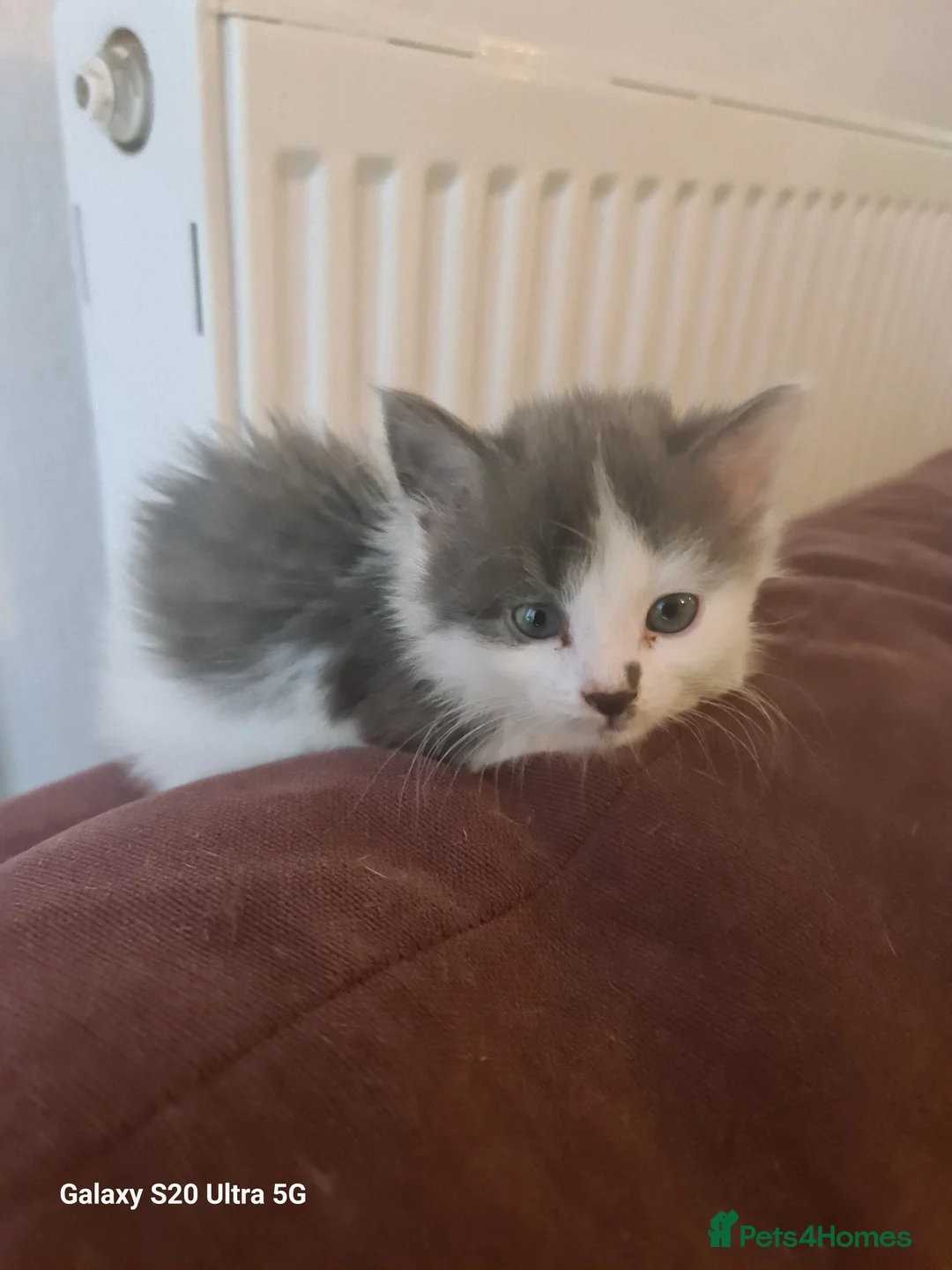 Siberian cats for sale: Kittens - Advert 25