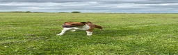 Plummer Terrier dogs for sale: Last two Plummer terrier puppies !! in Bradford - Advert 10