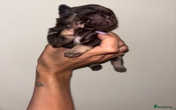 Pug dogs for sale: Beautiful kc registered Pug puppies - Image 14