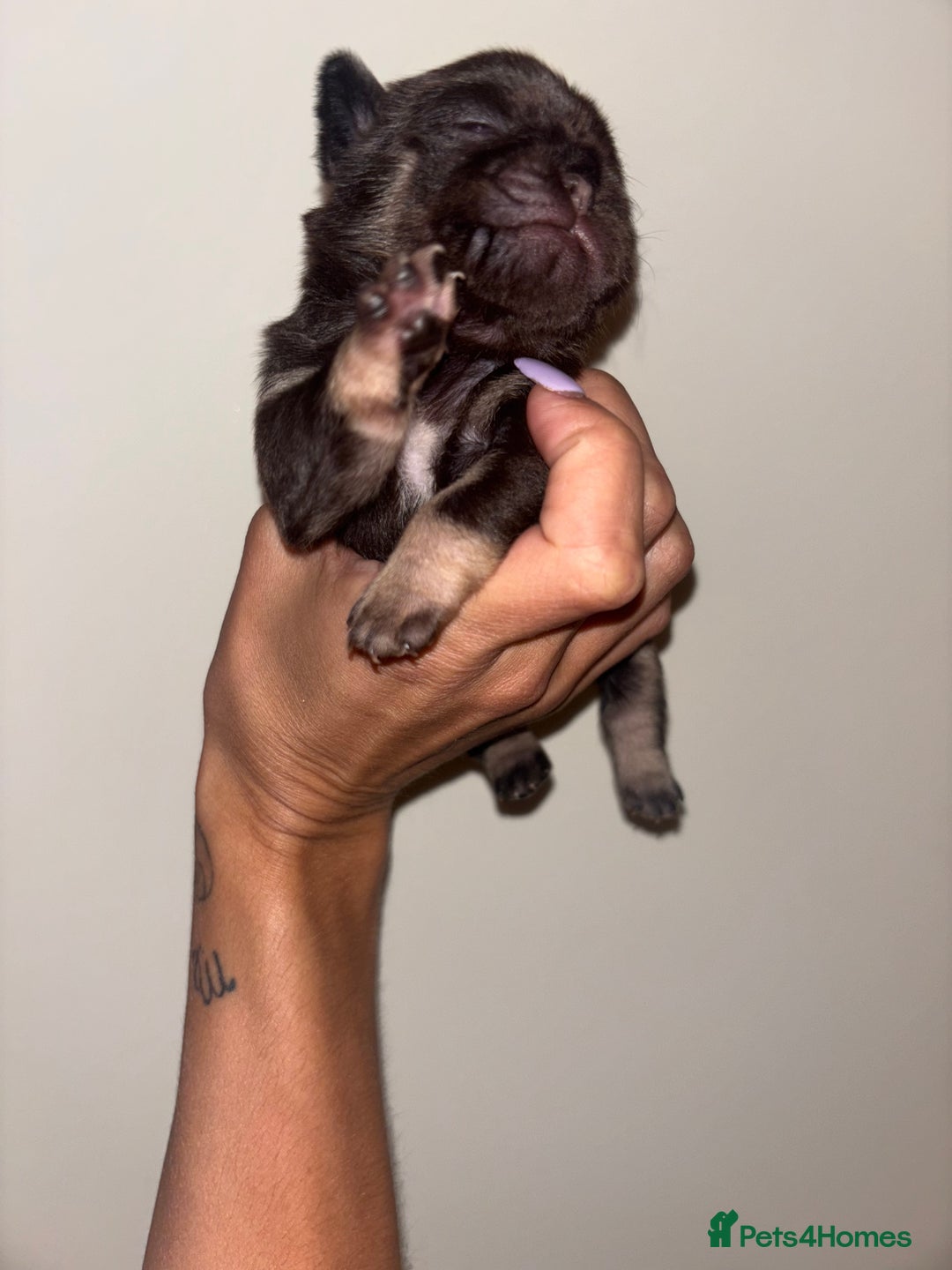 Pug dogs for sale: Beautiful kc registered Pug puppies - Image 14