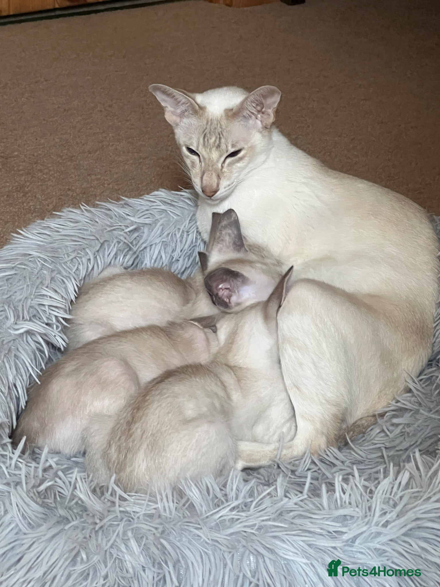 Siamese cats A litter of 3 beautiful Siamese kittens  - Advert 1