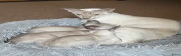 Siamese cats for sale: A litter of 3 beautiful Siamese kittens  - Advert 1