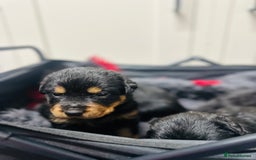 Rottweiler dogs for sale: Stunning Rottweiler puppies 🐶  - Image 4