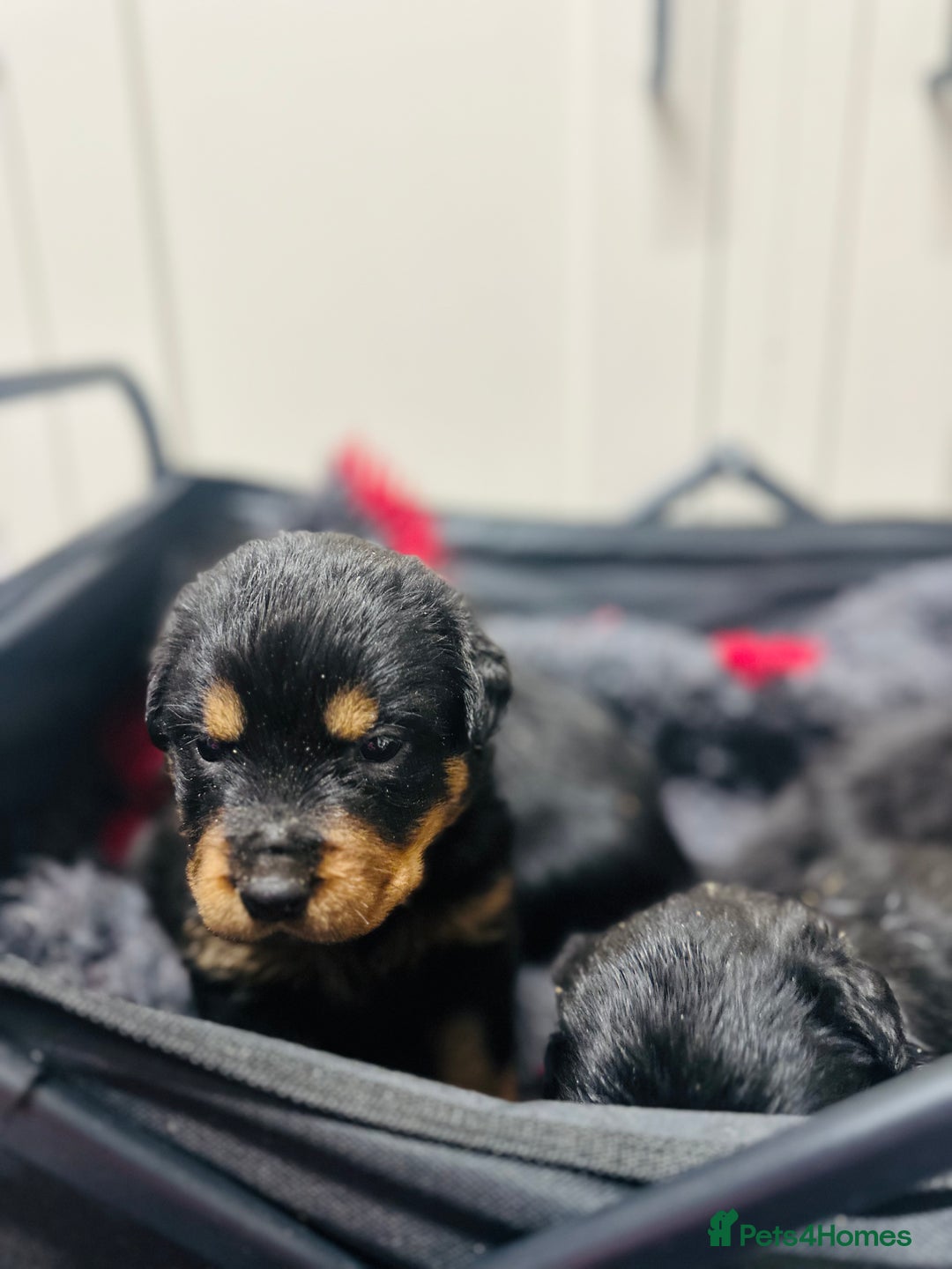 Rottweiler dogs for sale: Stunning Rottweiler puppies 🐶  - Image 4