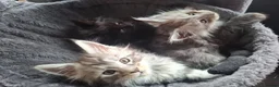 Maine Coon cats for sale: 5 Beautiful Maine Coon kittens  - Advert 9