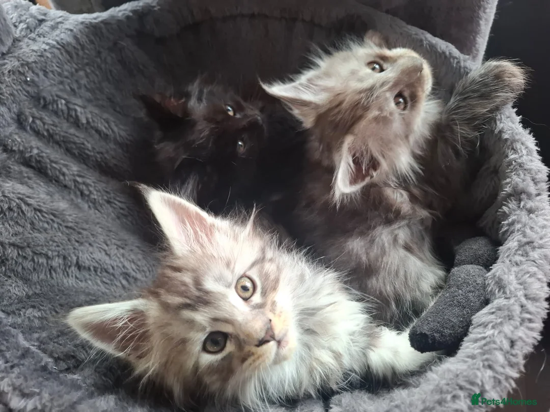 Maine Coon cats for sale: 5 Beautiful Maine Coon kittens  - Advert 9