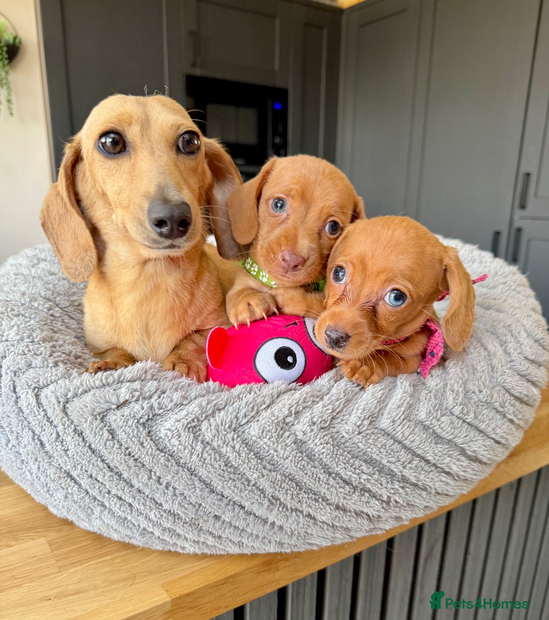 Miniature Dachshund dogs Kanninchen size Smooth Coat Dachshund Puppies - Advert 1