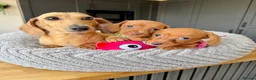 Miniature Dachshund dogs for sale: Kanninchen size Smooth Coat Dachshund Puppies - Advert 1