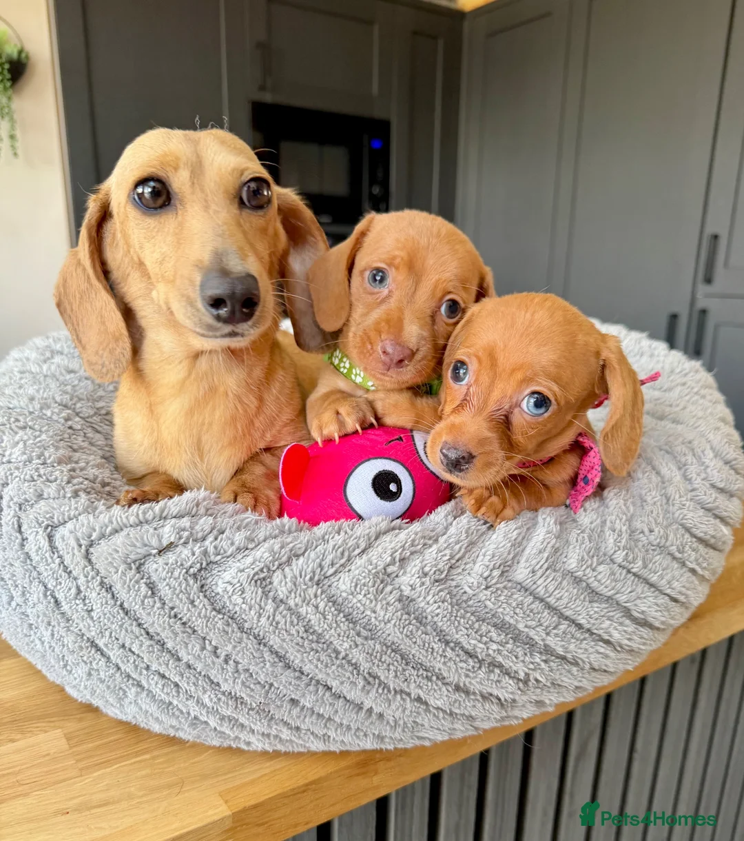 Miniature Dachshund dogs for sale: Kanninchen size Smooth Coat Dachshund Puppies - Advert 1