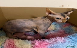 Sphynx cats for sale: Sphynx little naked babies - Image 1