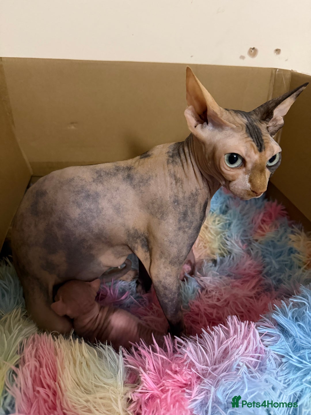 Sphynx cats for sale: Sphynx little naked babies - Image 1