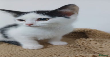 Mixed Breed cats BSH/ragdoll&Siberian - Advert 9