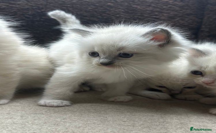 Ragdoll cats - Advert 8
