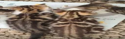 Mixed Breed cats for sale: Kittens - Advert 1