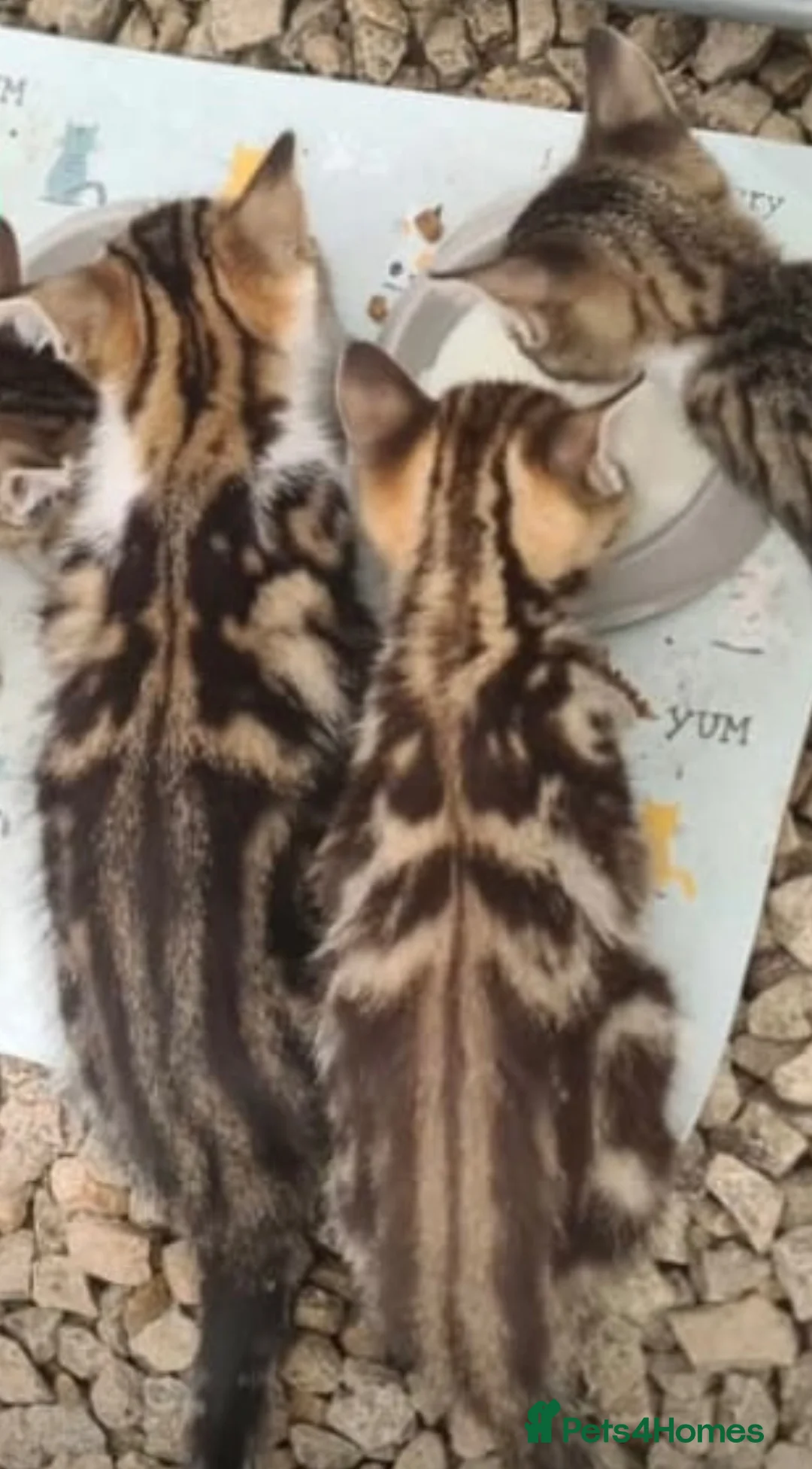 Mixed Breed cats for sale: Kittens - Advert 1
